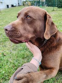 Labrador per monta