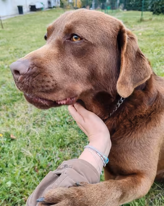 Labrador per monta