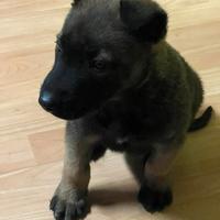 Pastore Belga malinnois