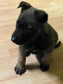 Pastore Belga malinnois