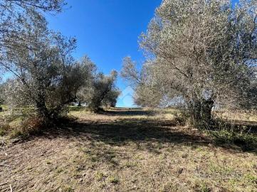 TER. AGRICOLO A MONTEFIASCONE