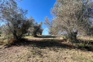 TER. AGRICOLO A MONTEFIASCONE