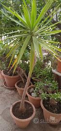 Pianta Da Giardino 