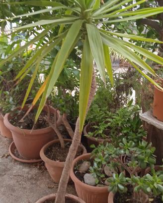 Pianta Da Giardino 