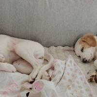 Cagnoline rosa e nuvola