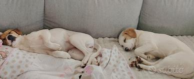 Cagnoline rosa e nuvola