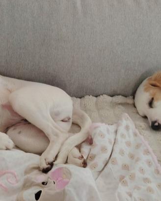 Cagnoline rosa e nuvola