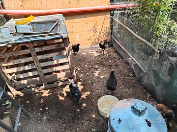 Galli e galline di 2 e 4 mesi a Vigevano marans