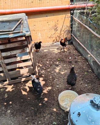 Galli e galline di 2 e 4 mesi a Vigevano marans