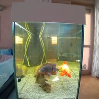 Acquario  JUWEL VISION 180
