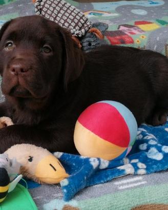 Chocolate labradors cuccioli