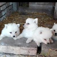 Spitz toy max 2.5 kg di peso