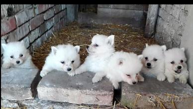 Spitz toy max 2.5 kg di peso