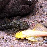 Ancistrus black / ancistrus gold