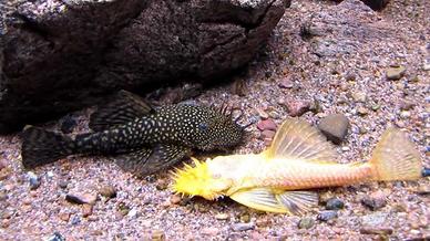 Ancistrus black / ancistrus gold