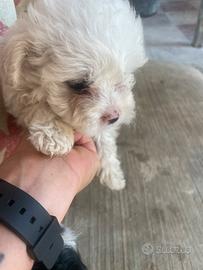 Maltipoo