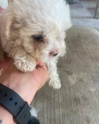 Maltipoo