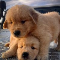 Cuccioli Golden Retriever linea Americana