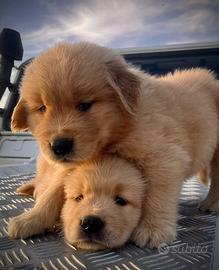 Cuccioli Golden Retriever linea Americana