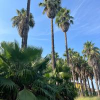 Palma Washingtonia