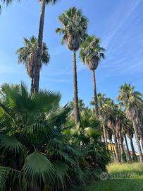 Palma Washingtonia