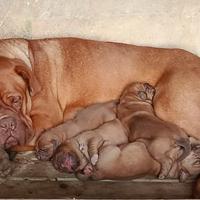 Dogue de bordeaux