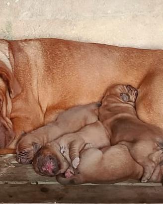Dogue de bordeaux