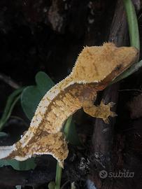 Geco Ciliatus
