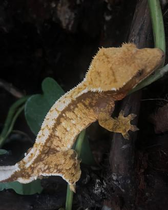 Geco Ciliatus