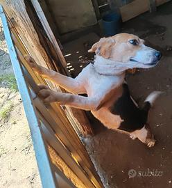 Cane da caccia bigol