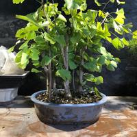 Bonsai Ginkgo Biloba boschetto