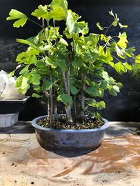 Bonsai Ginkgo Biloba boschetto