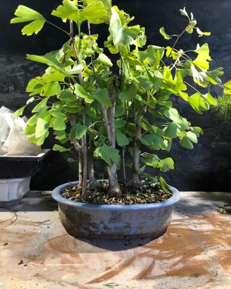 Bonsai Ginkgo Biloba boschetto