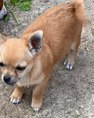 Chiwawa
