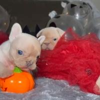 Cuccioli di bulldog francese lilac tan platinum