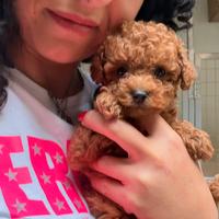 Barboncini toy minitoy e tea cup