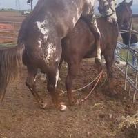 Cavalla paint gravida adatta a principianti