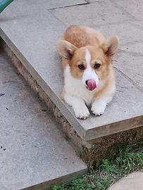 Welsh Corgi Pembroke cuccioli maschi