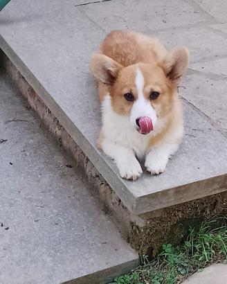 Welsh Corgi Pembroke cuccioli maschi