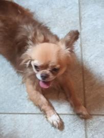 Chihuahua rimborso spese