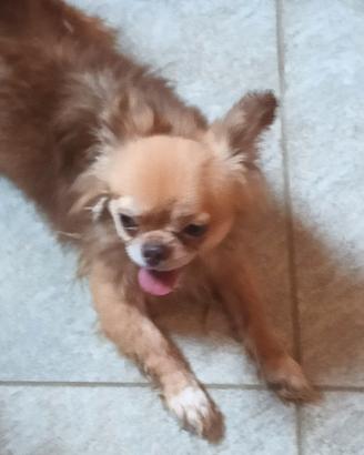 Chihuahua rimborso spese