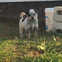 Incrocio cattledog