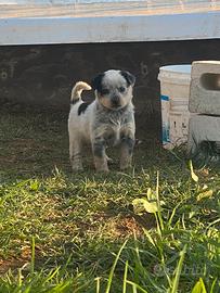 Incrocio cattledog