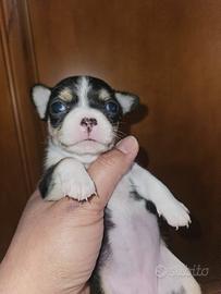 Chihuahua tricolore toy