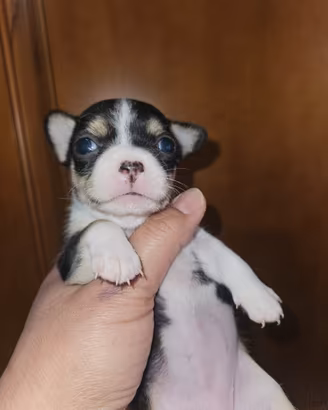 Chihuahua tricolore toy