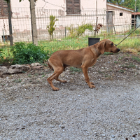 Segugio Dell Appennino