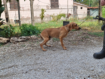 Segugio Dell Appennino