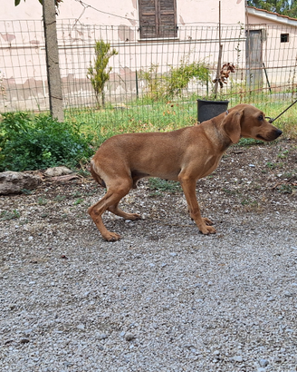 Segugio Dell Appennino
