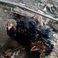 Cocincina riccia nani