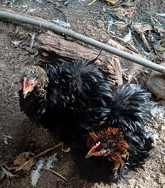 Cocincina riccia nani